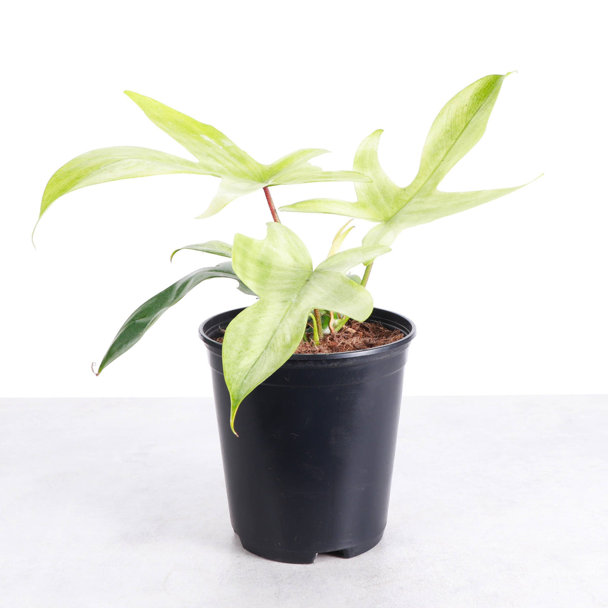 Florida Ghost Philodendron - 5.5" Live Plant - Rare Species