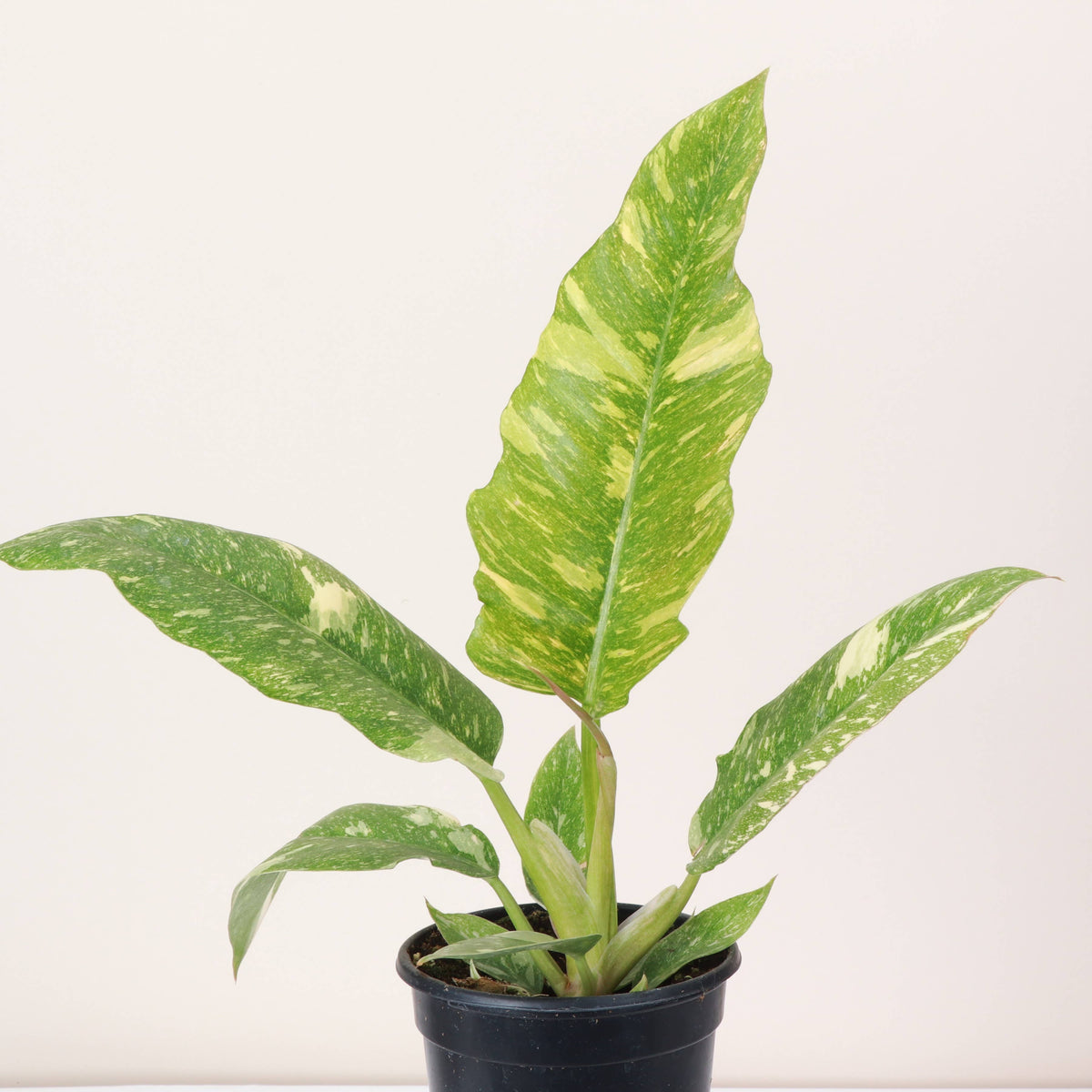 Ring of Fire Philodendron - 4" Live Plant