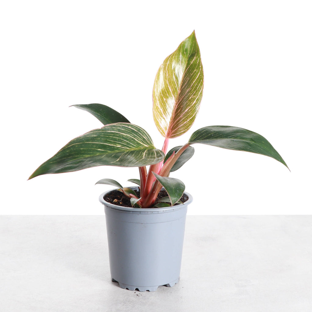 Pink Philodendron Birkin - Live Plant - Rare