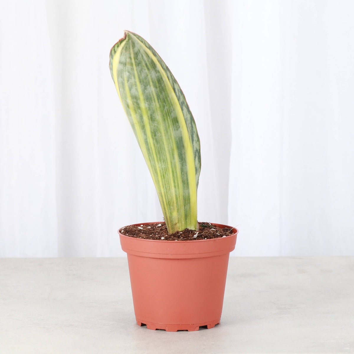 Variegated Whale Fin Snake Plant - Live Plant - Rare