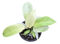 Philodendron Snowdrift