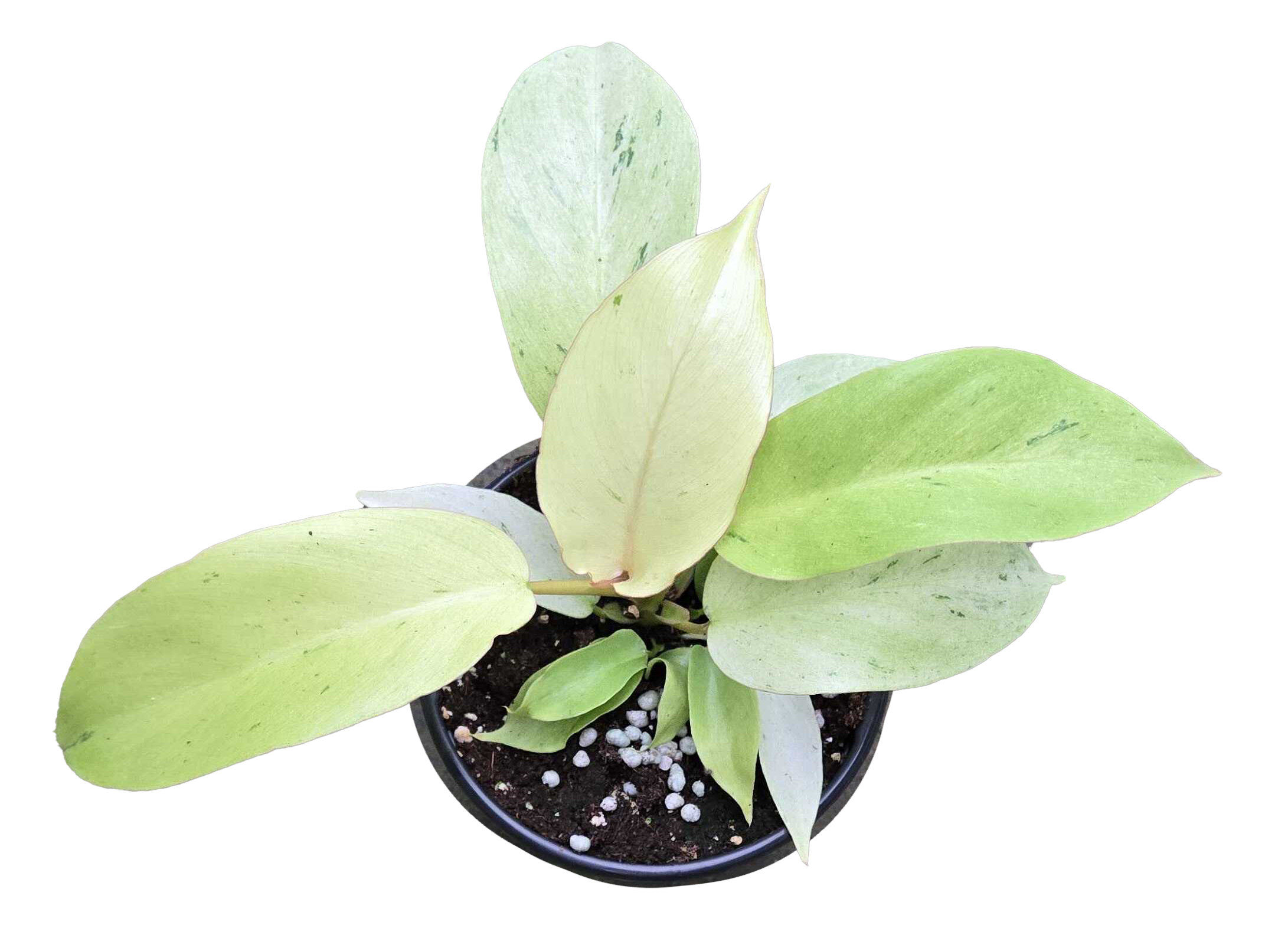 Philodendron Snowdrift