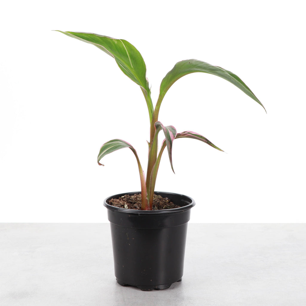 Pink Variegated Banana - Musa Nono Specimen - 4" Live Plant