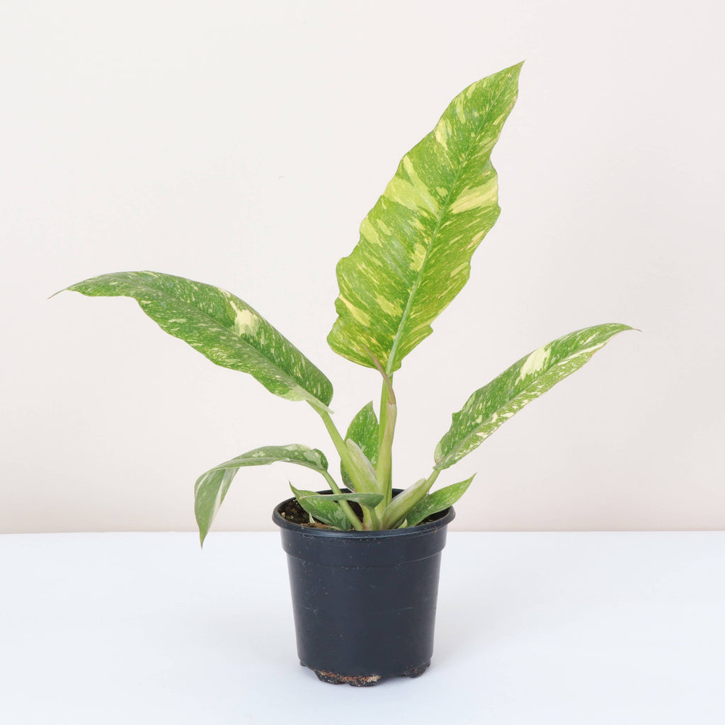 Ring of Fire Philodendron - 4" Live Plant