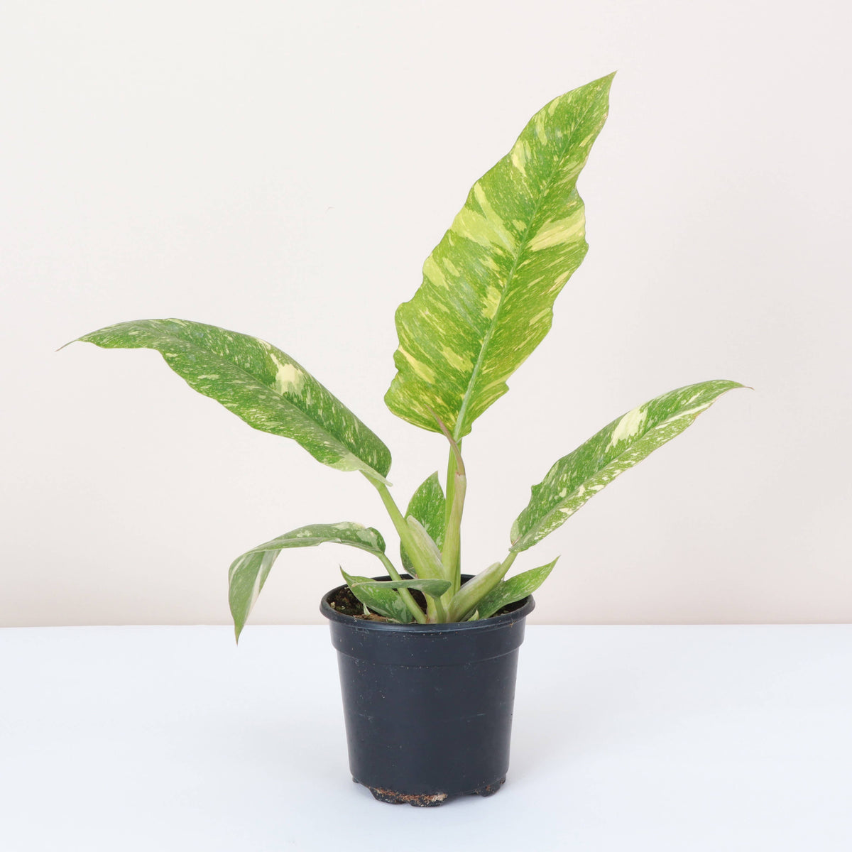 Ring of Fire Philodendron - 4" Live Plant