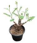 Senna Meridonalis