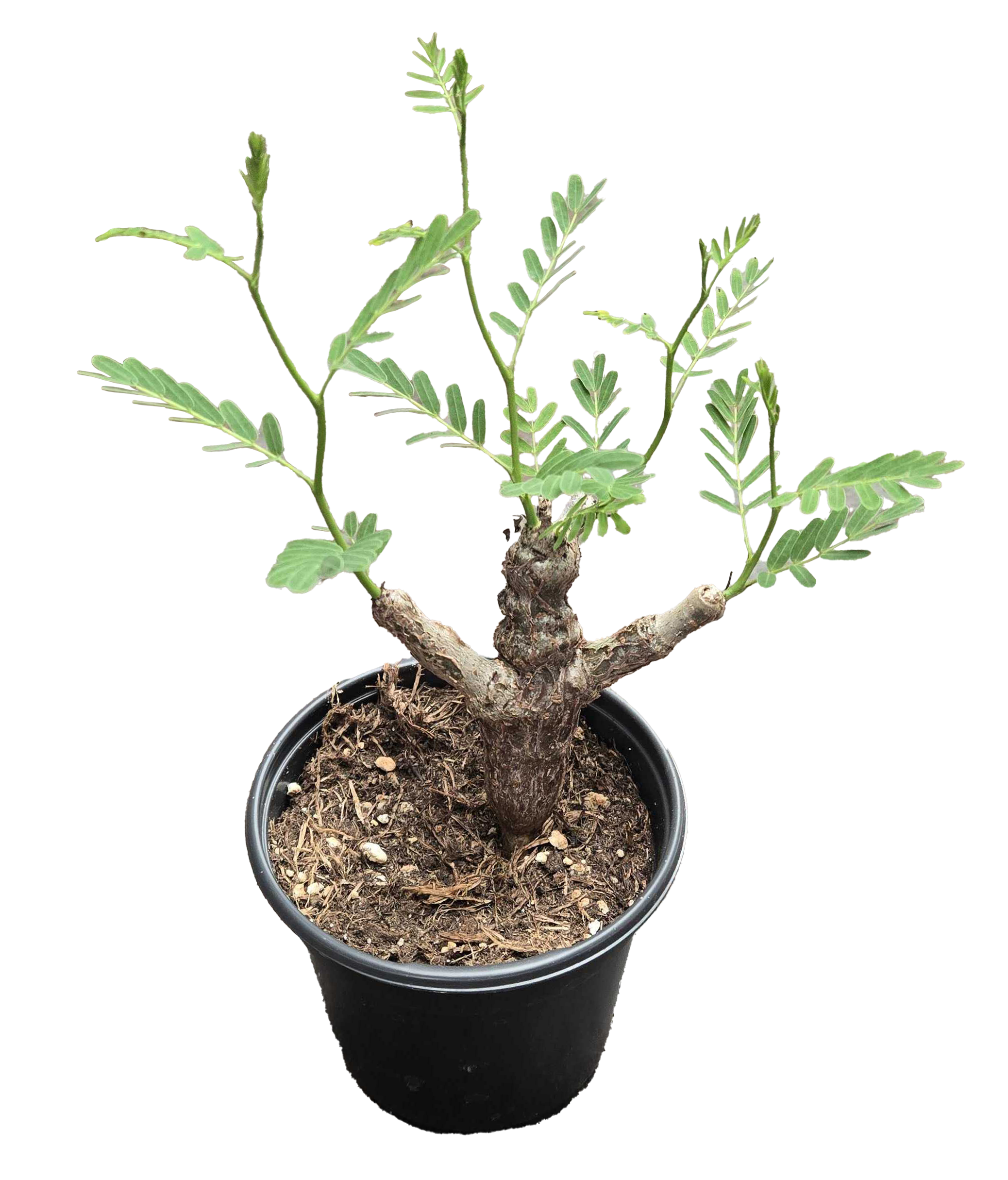 Senna Meridonalis