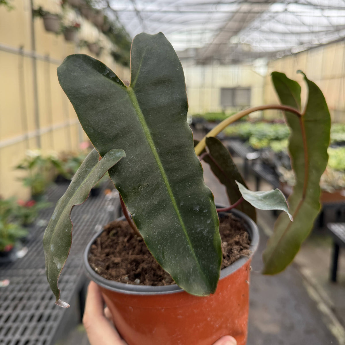 Black Form Philodendron Billietiae - Live Plant - Rare