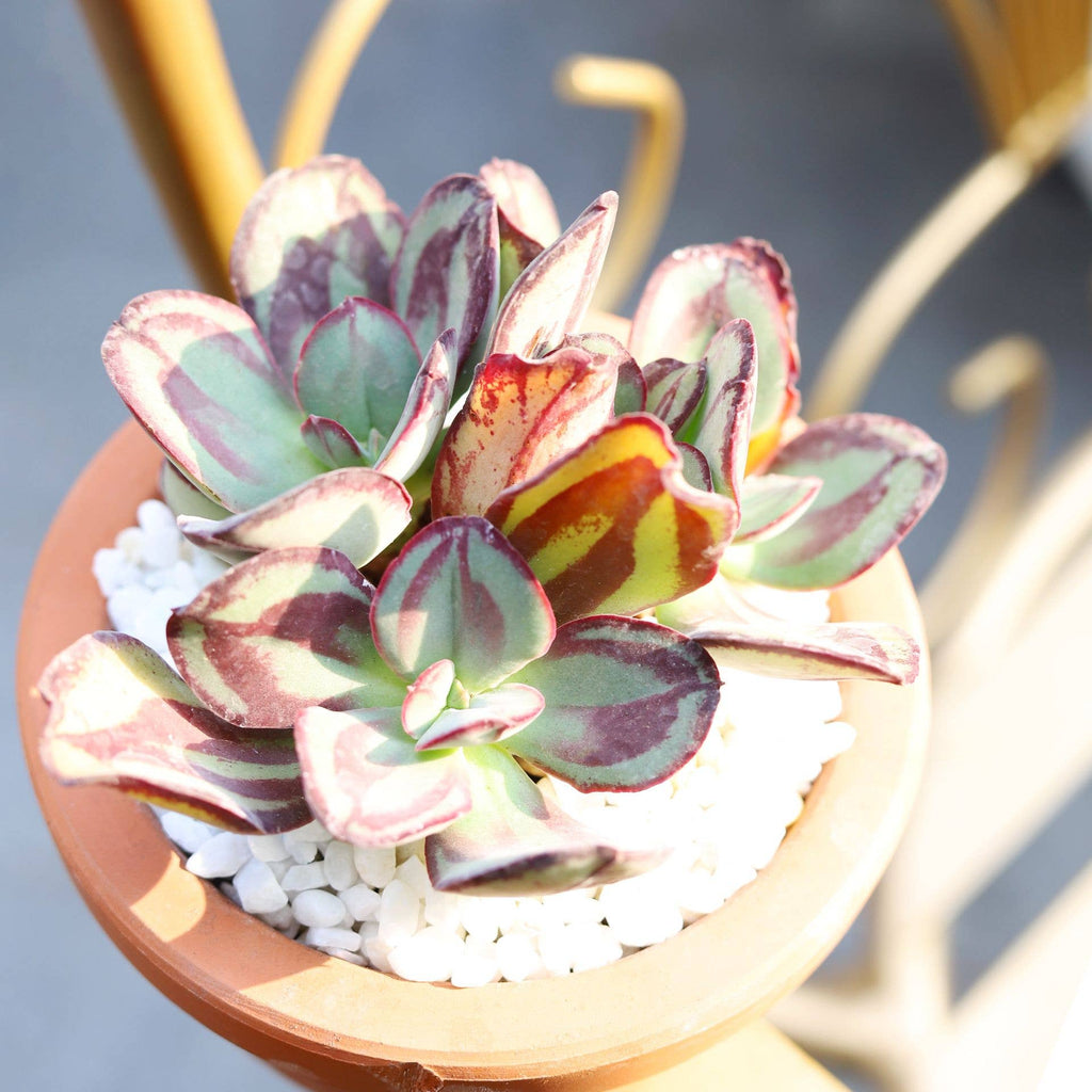 Painted Echeveria Nodulosa