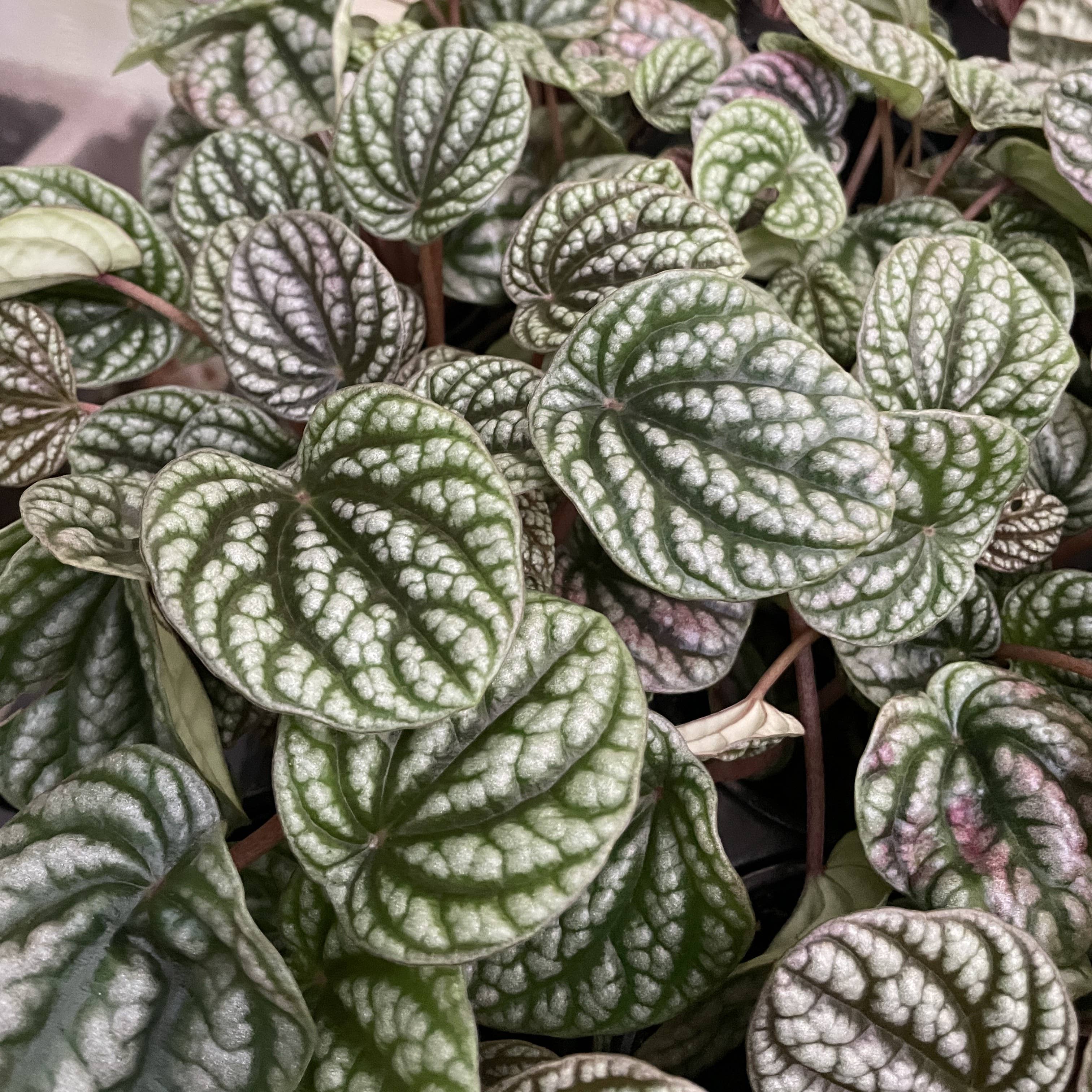 Peperomia Robella Pink - 4" Live Plant