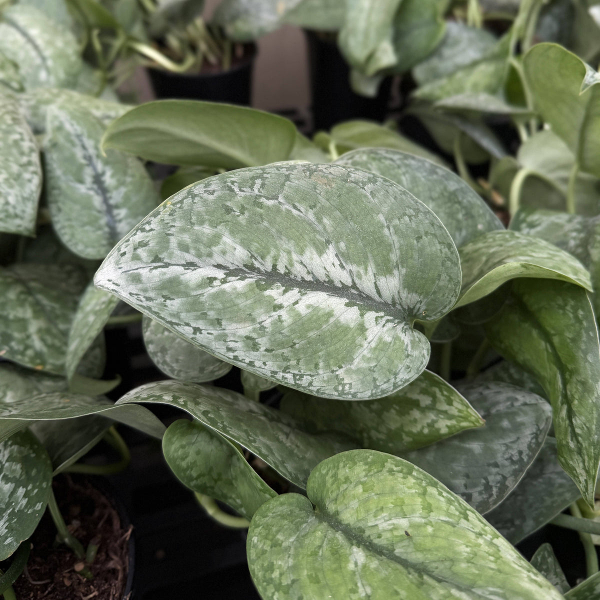 Scindapsus Mount Salak - 6" Live Plant