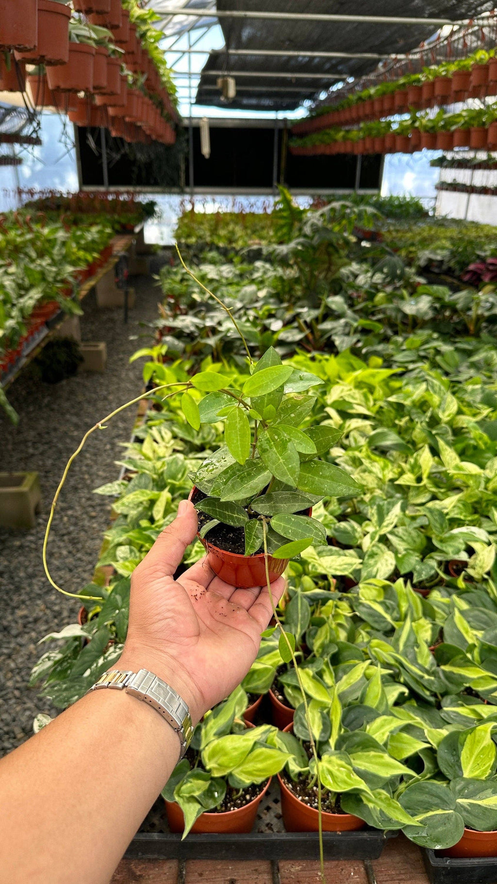 Hoya Elliptica (Turtle Shell Hoya) - 4" from MyPlants