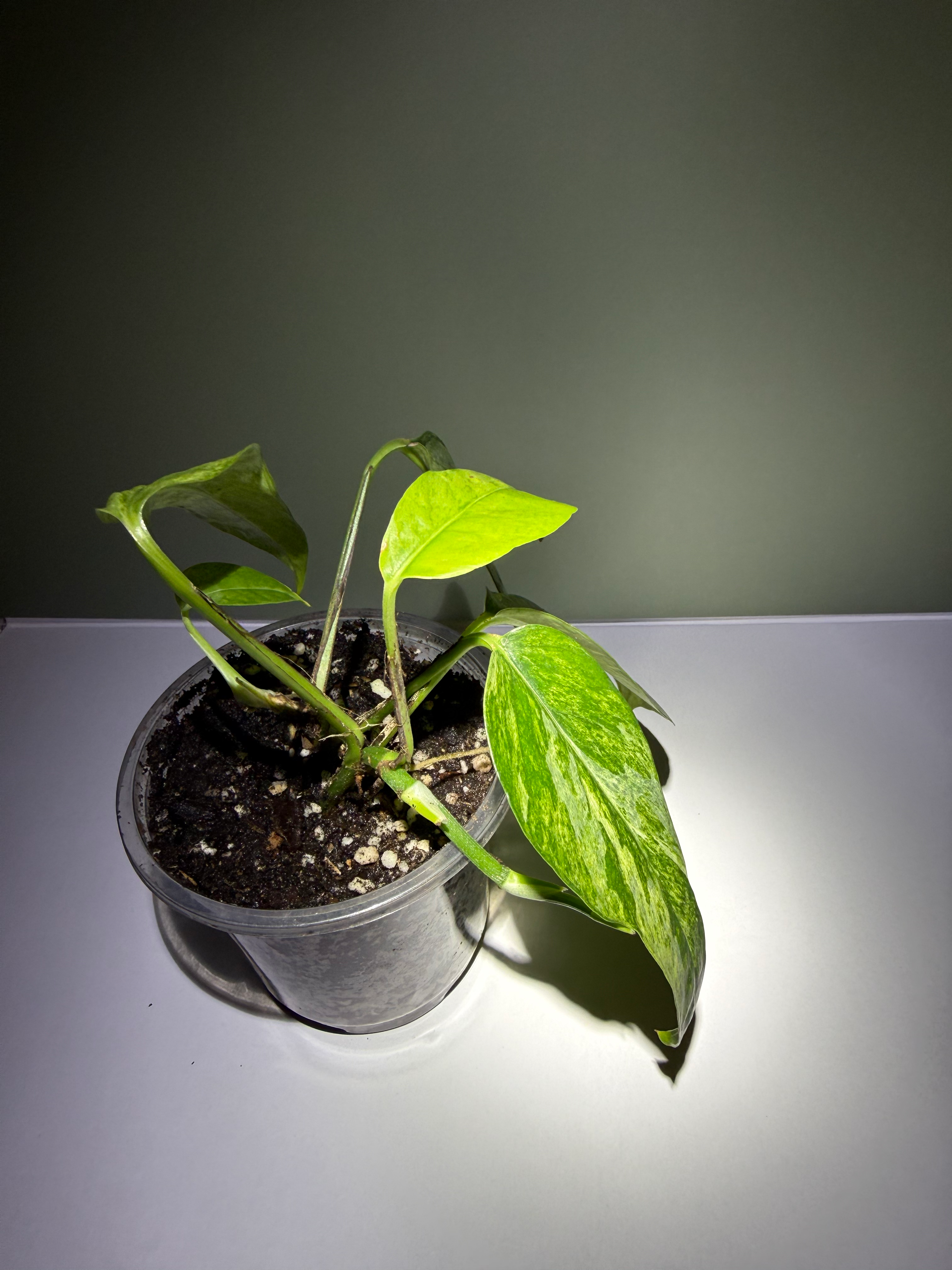 Epipremnum pinnatum ‘Cebu Mint’ image 1
