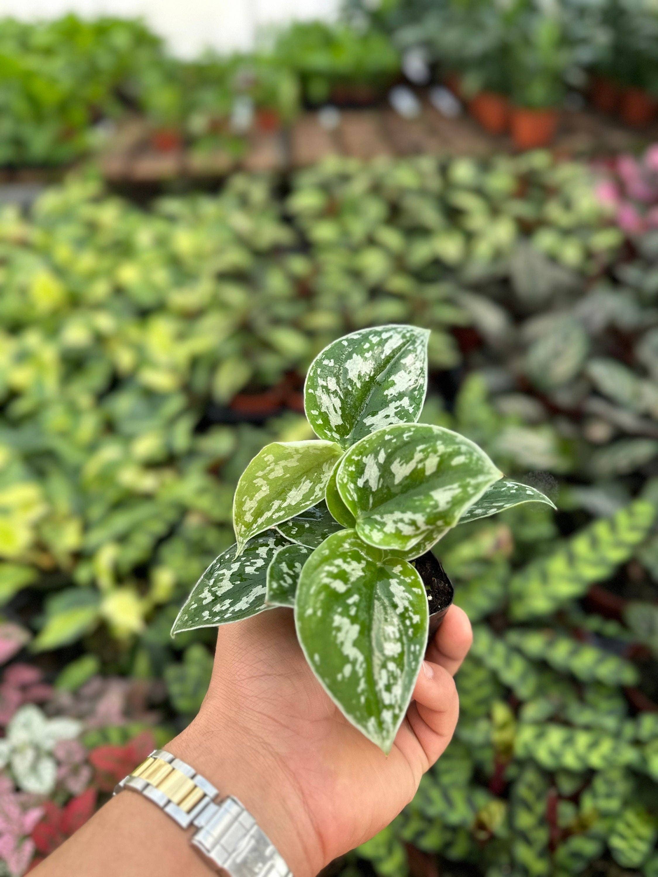 Satin Pothos - Scindapsus Pictus Argyraeus - 2"