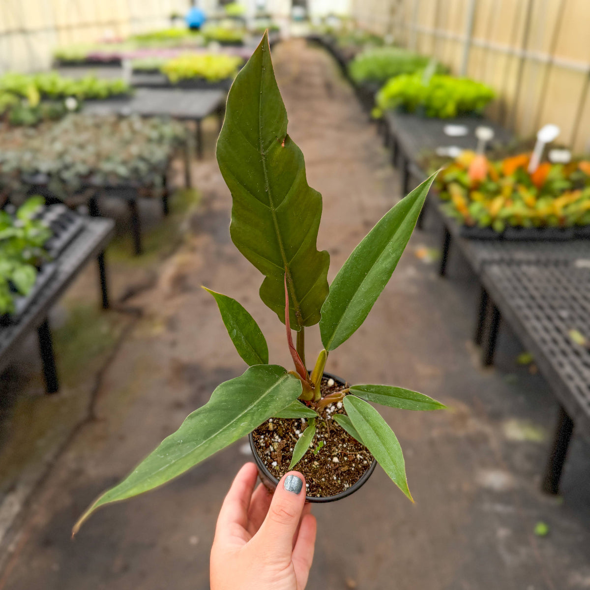 Choco Empress Philodendron - 4" Live Plant