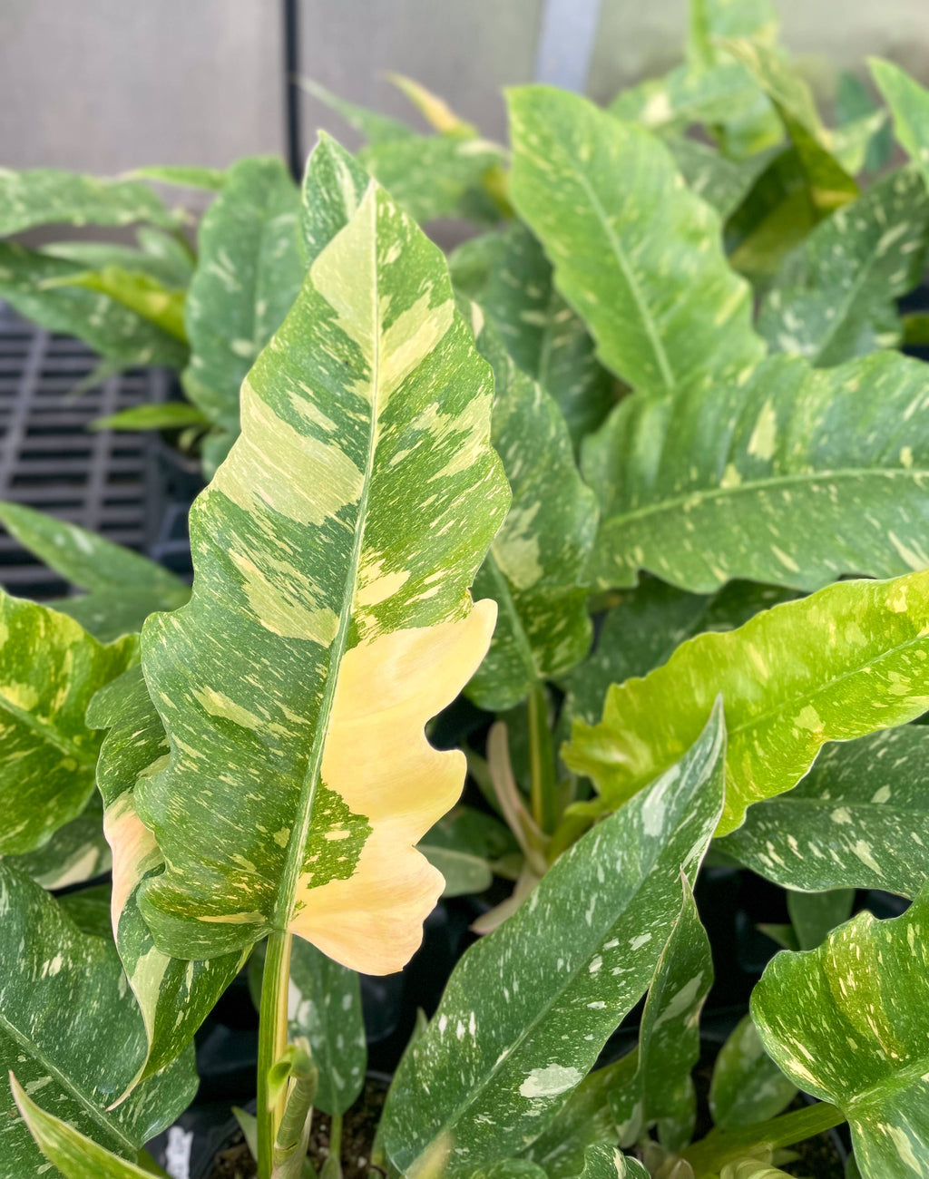 Ring of Fire Philodendron - 4" Live Plant