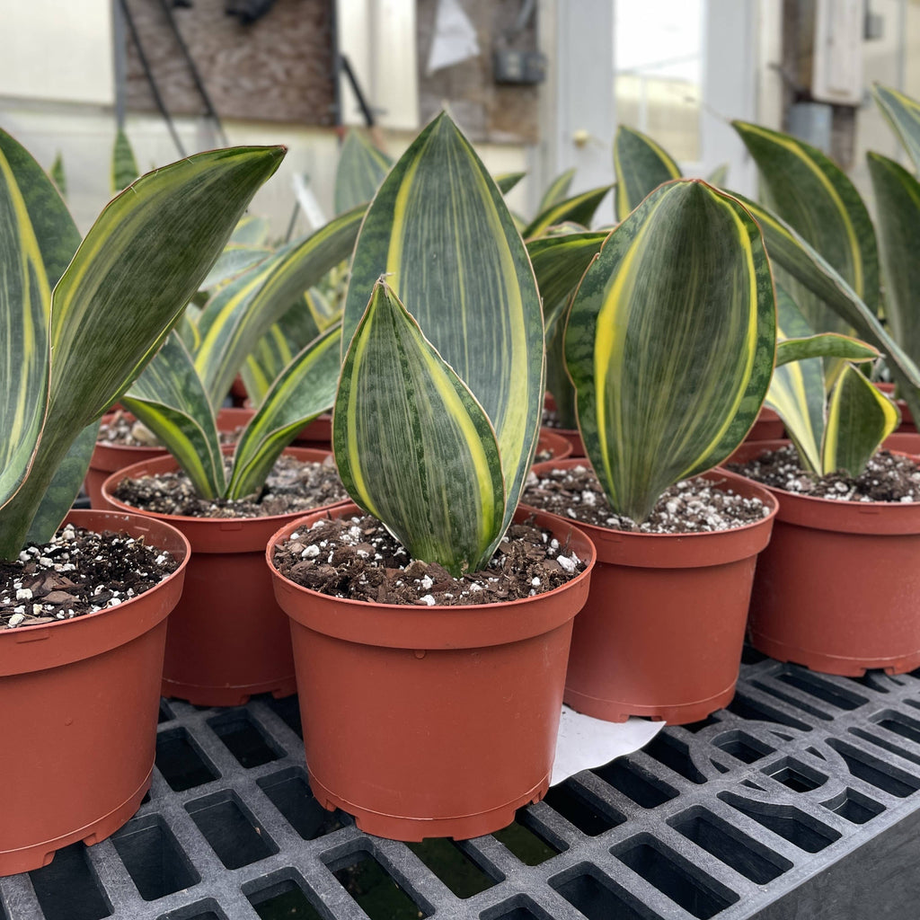 Variegated Whale Fin Snake Plant - Live Plant - Rare