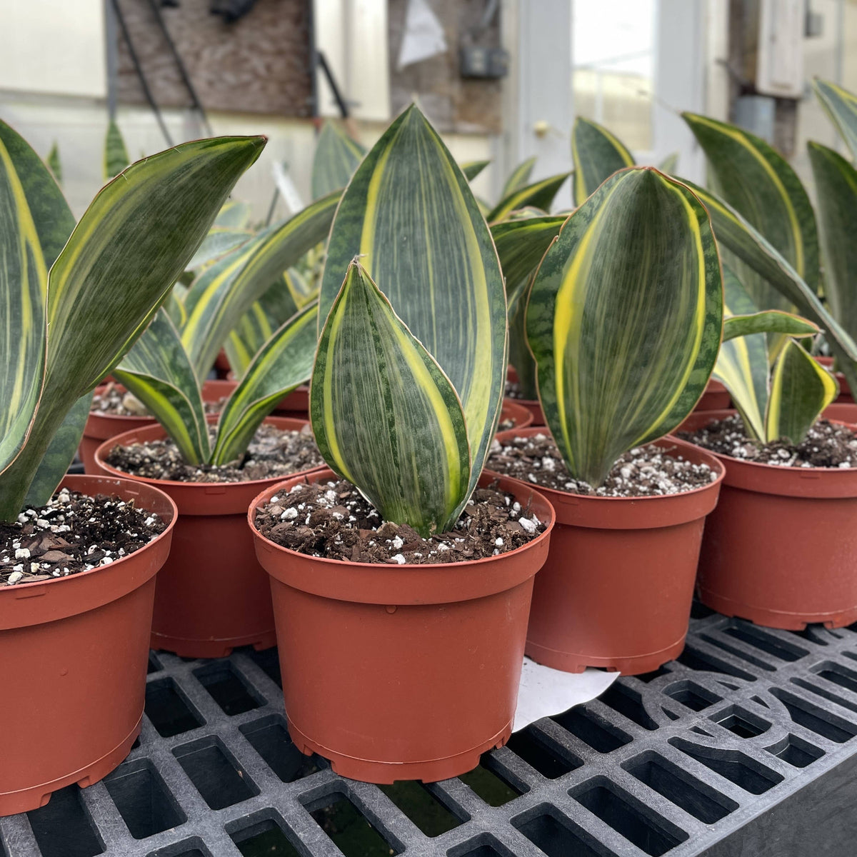 Variegated Whale Fin Snake Plant - Live Plant - Rare
