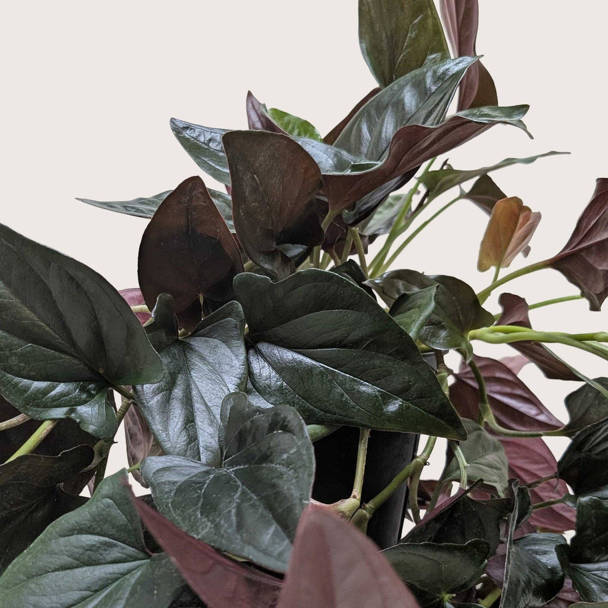 Syngonium 'Red Arrow' - 6" Pot