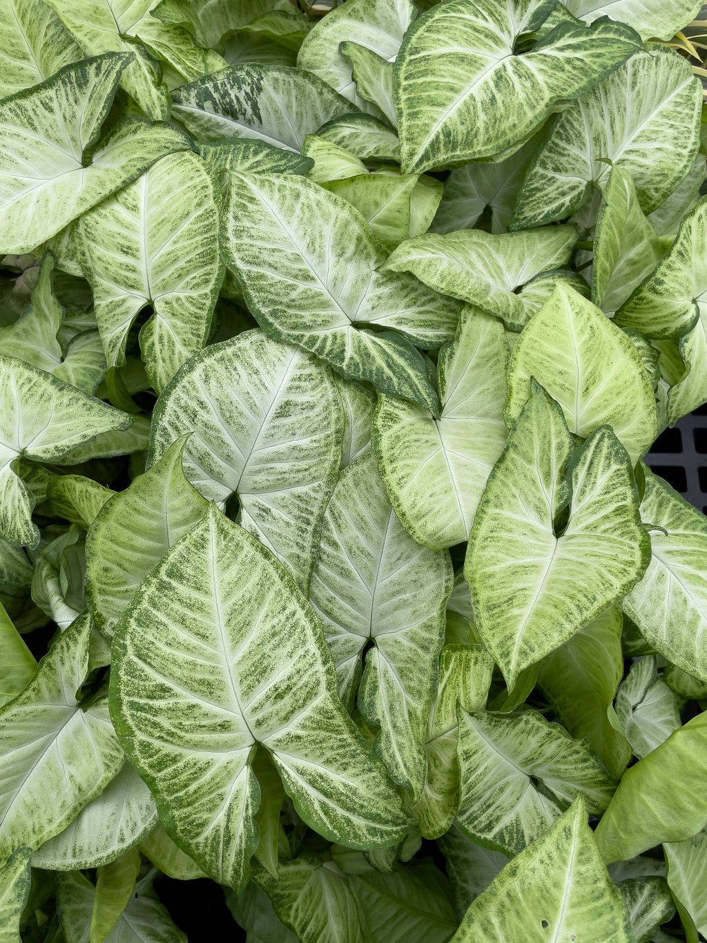 Assorted Butterfly Syngonium - Live Plant