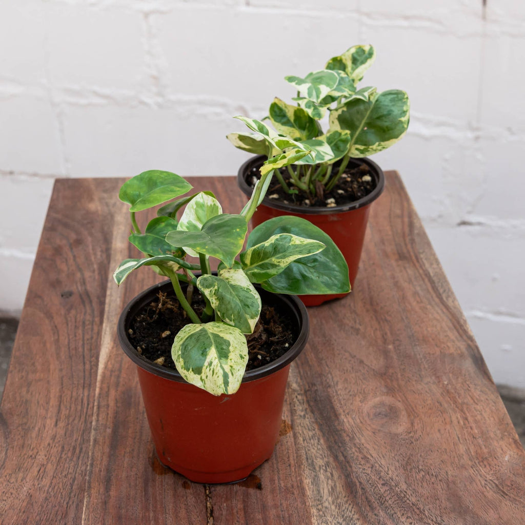 Pearls and Jade Pothos (Epipremnum aureum 'Pearls and Jade')
