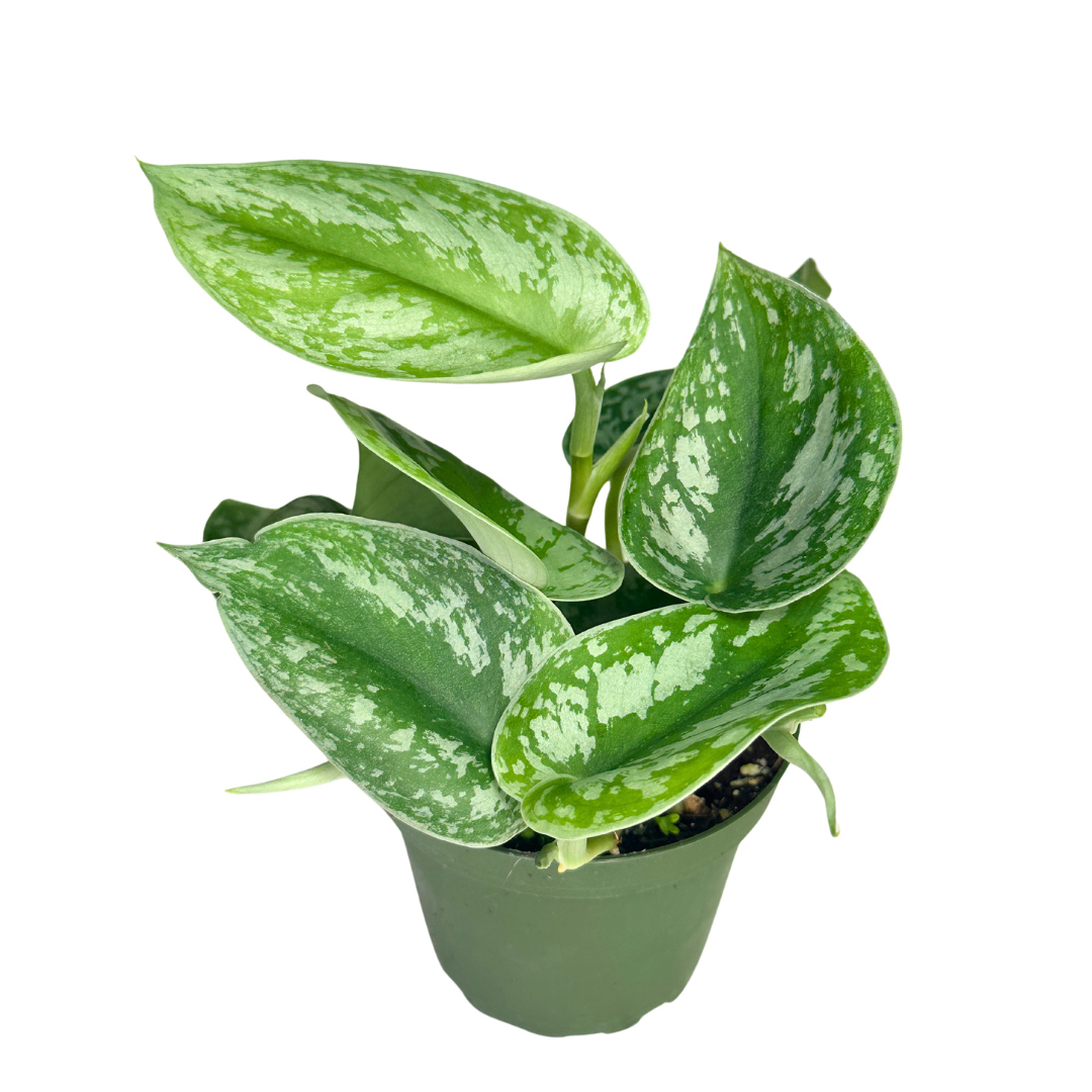 4" Scindapsus Pictus Exotica - Satin Pothos