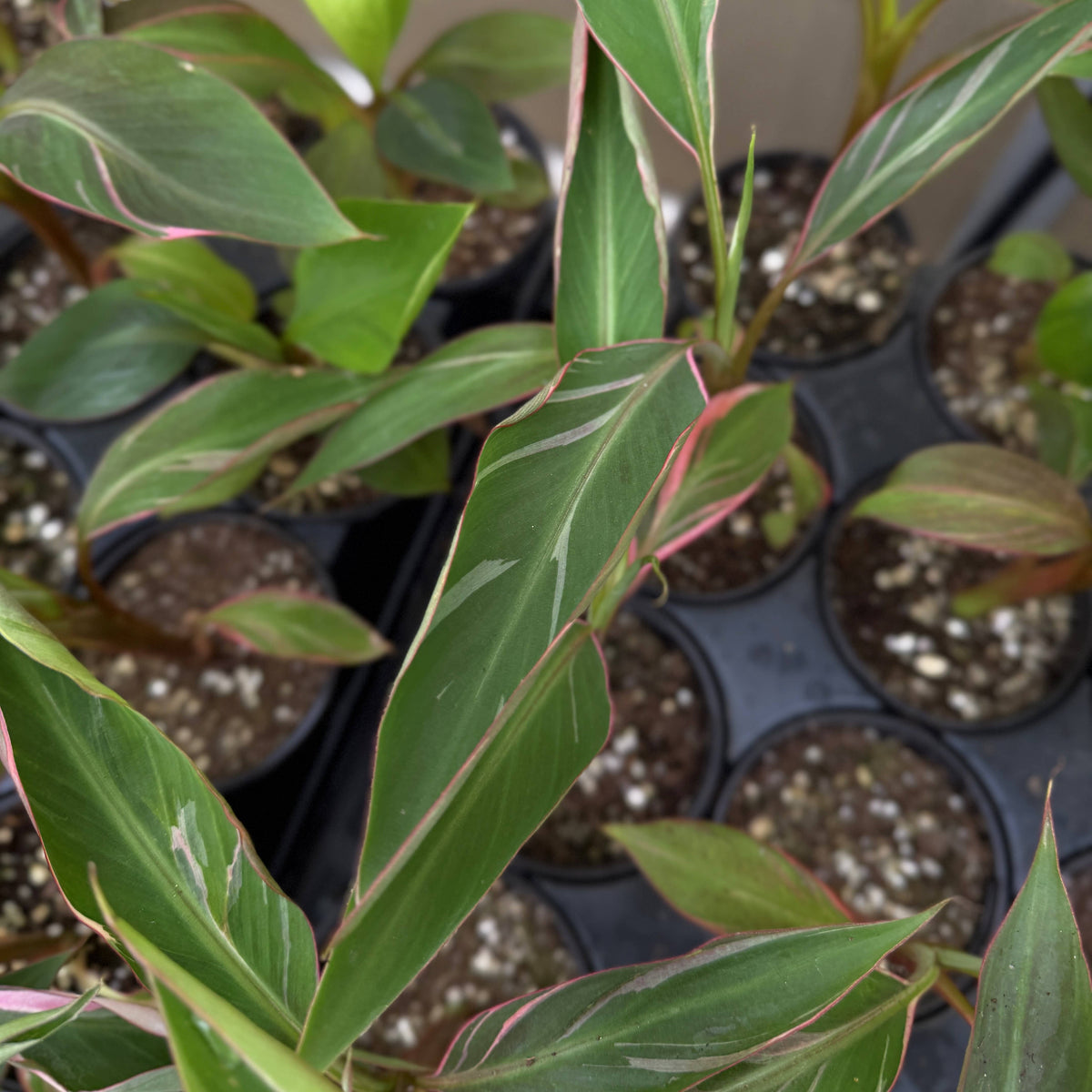 Pink Variegated Banana - Musa Nono Specimen - 4" Live Plant