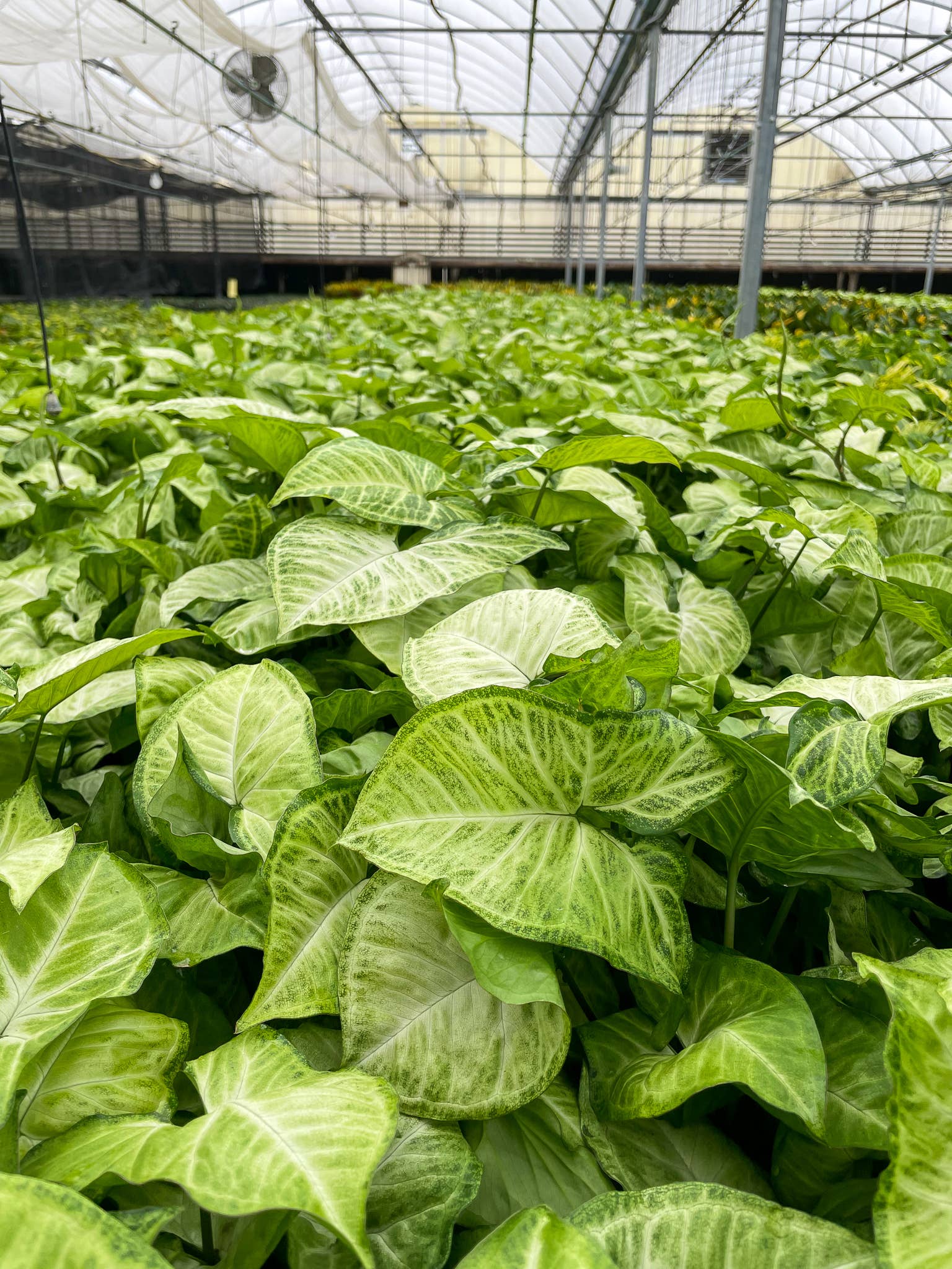 Assorted Butterfly Syngonium - Live Plant