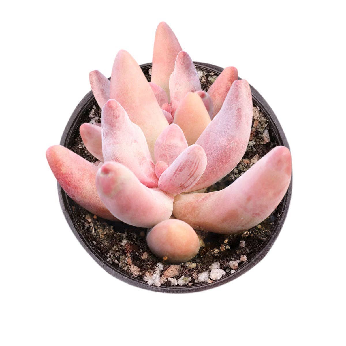 Rare Pachysedum Ganzhou Pink Succulent
