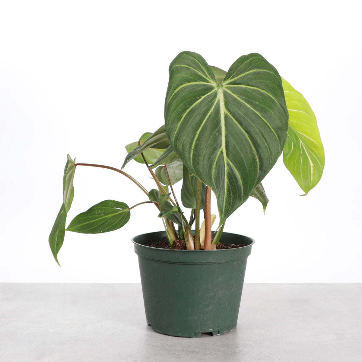 Philodendron Gloriosum Dark Form - 6" Live Plant