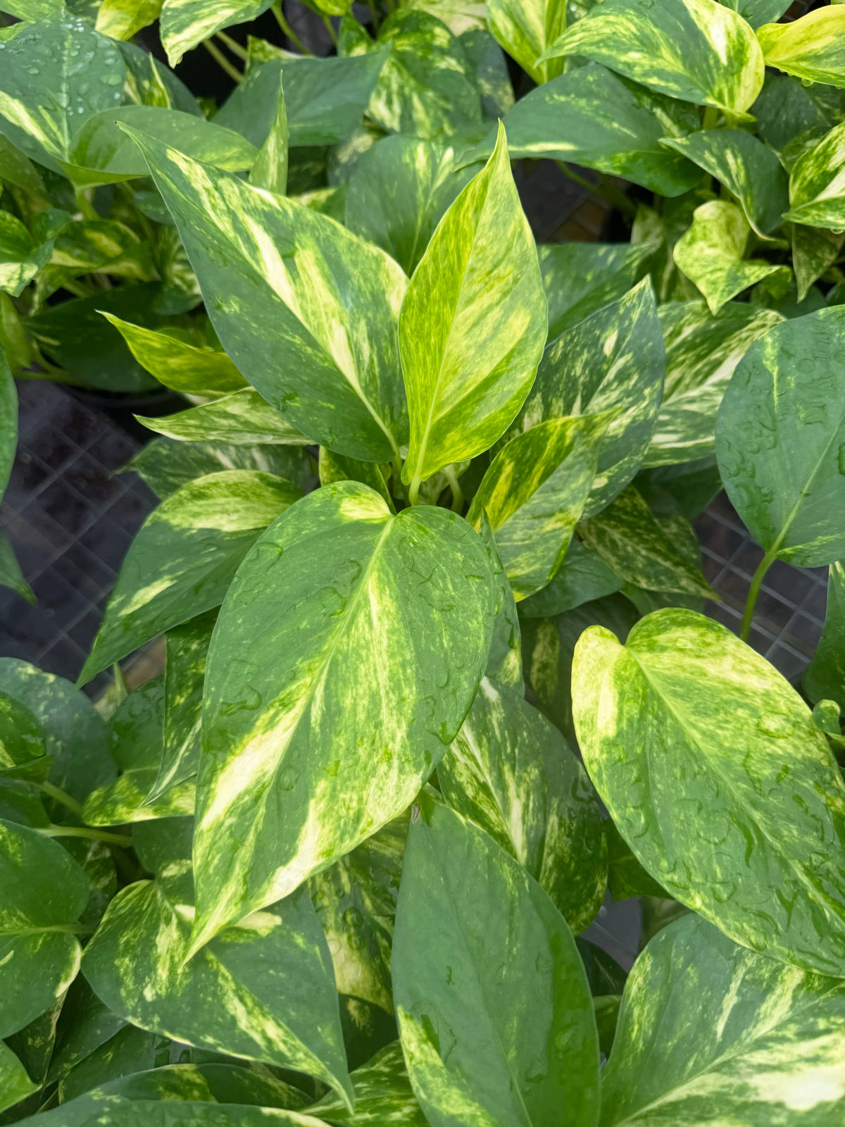POTHOS Hawaiian Live Plant 6in