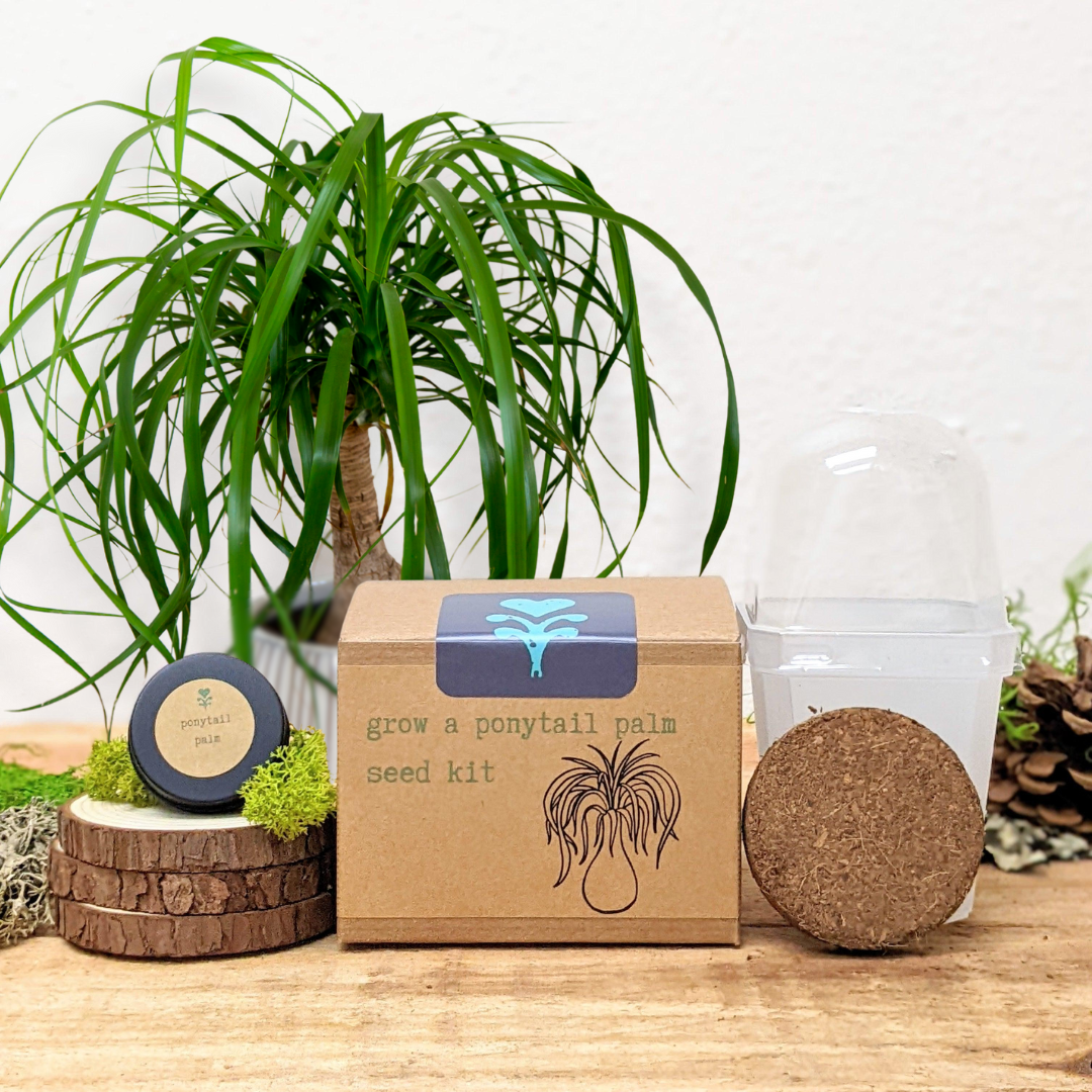 Houseplant Seed Kit