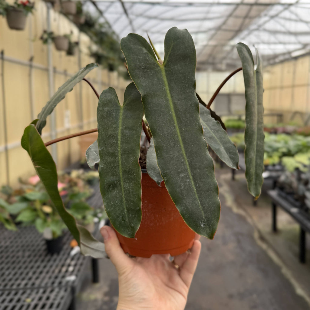 Black Form Philodendron Billietiae - Live Plant - Rare