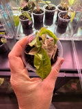 Alocasia “ Pink Polly Superb” Variegata