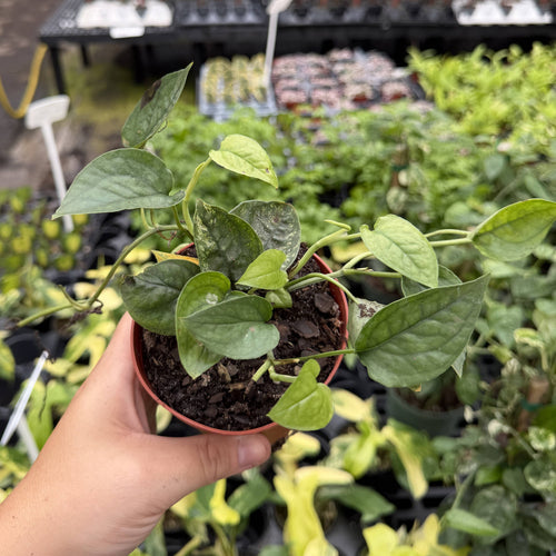 Cebu Blue Ghost Pothos - 4" Live Rare Plant