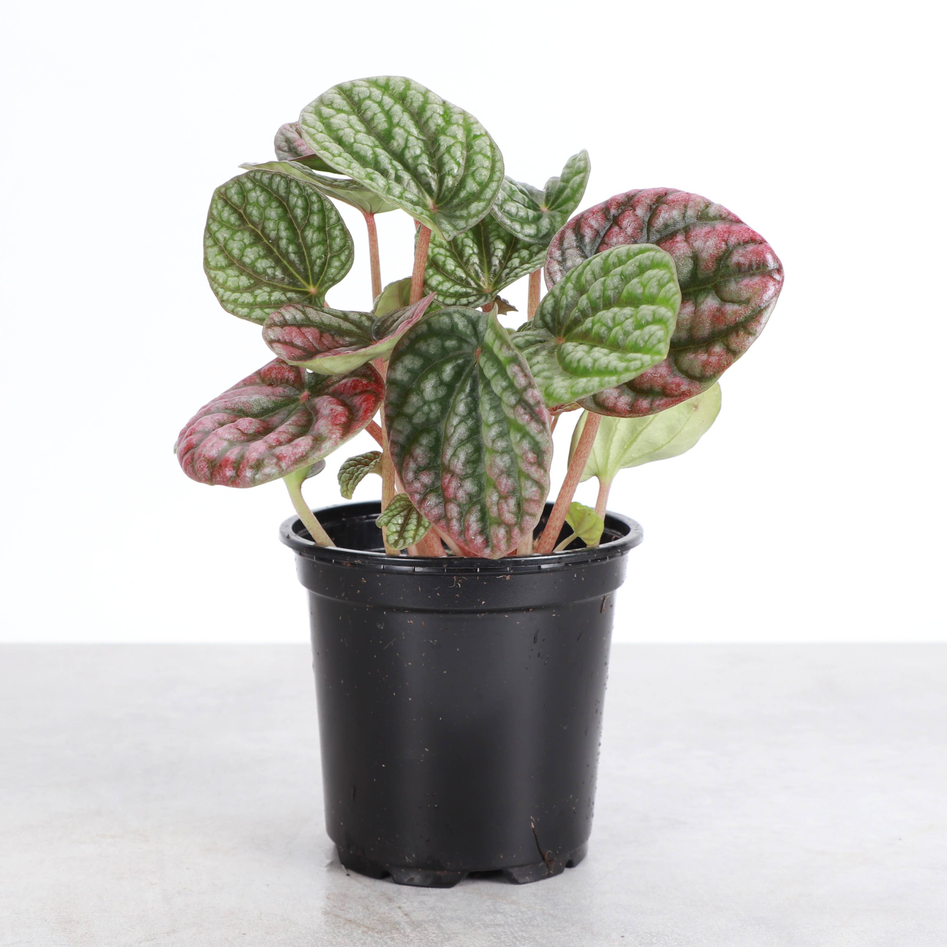 Peperomia Robella Pink - 4" Live Plant