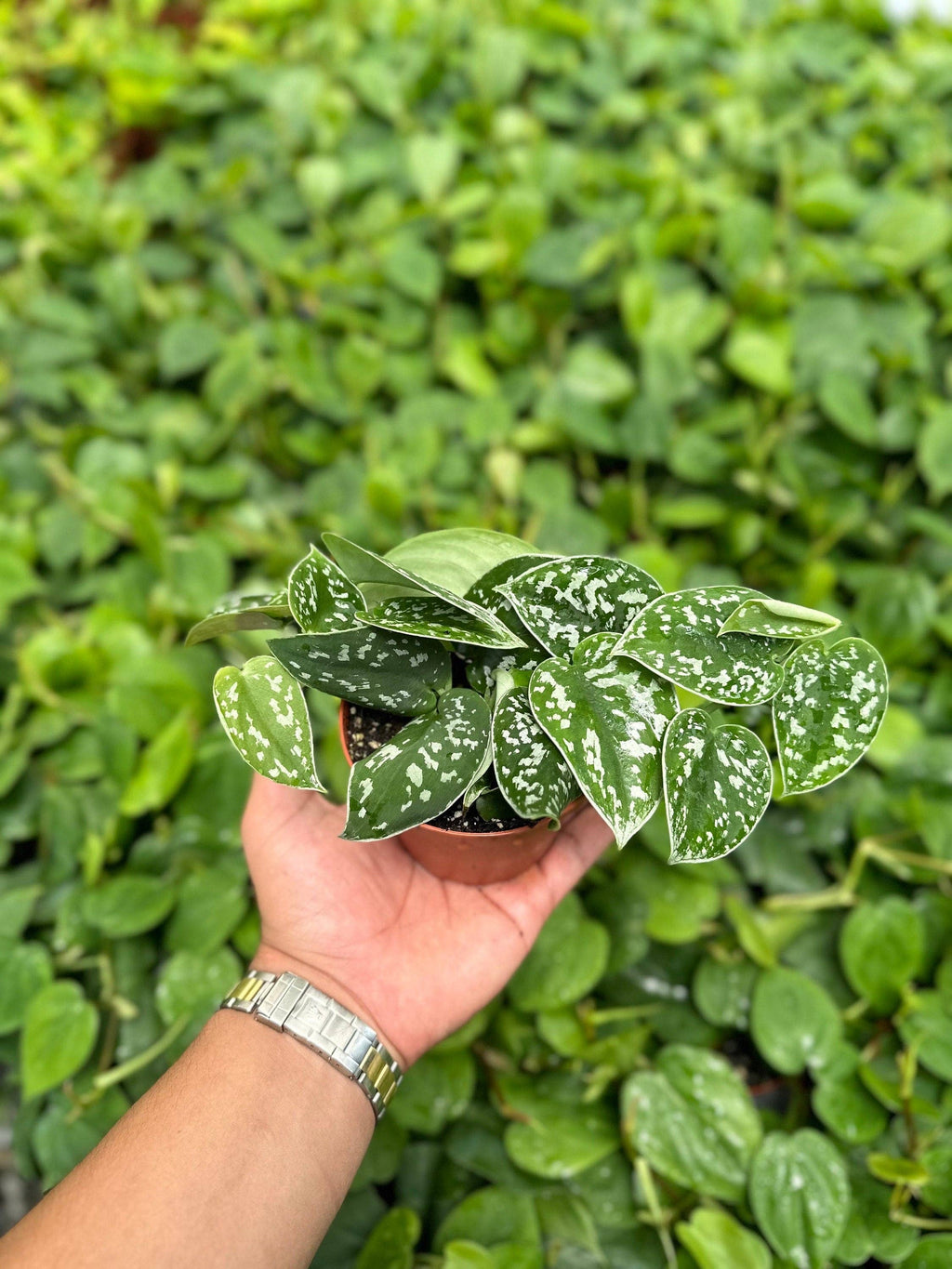 Trailing Satin Pothos Scindapsus Pictus Argyraeus