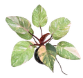 Philodendron Orange Princess Galaxy 4in Grow Pot
