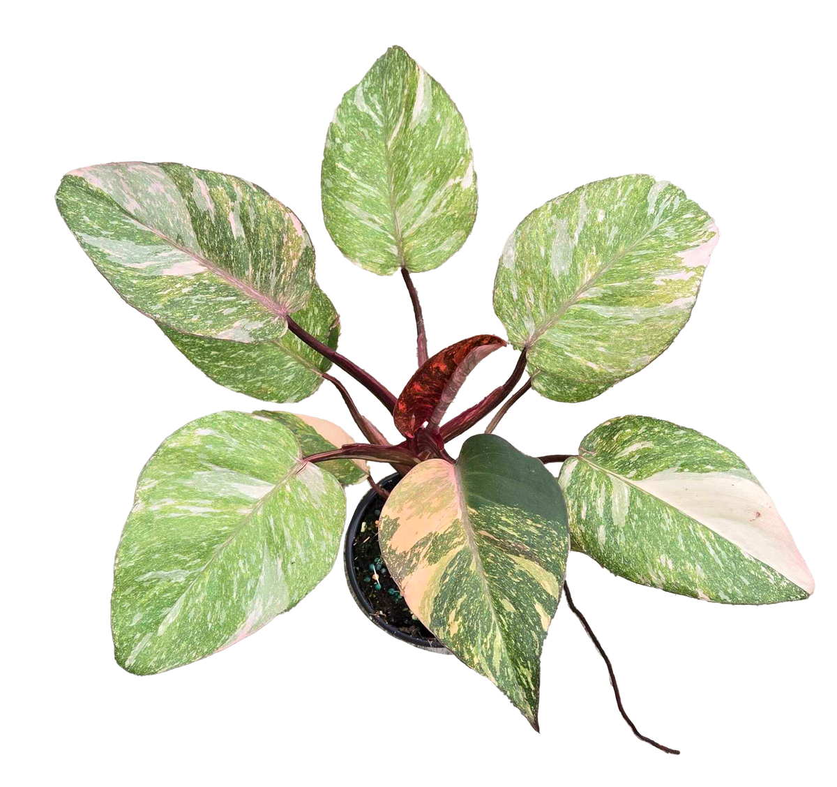 Philodendron Orange Princess Galaxy 4in Grow Pot