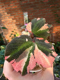 Begonia soli-mutata variegated Albo/Pink Var