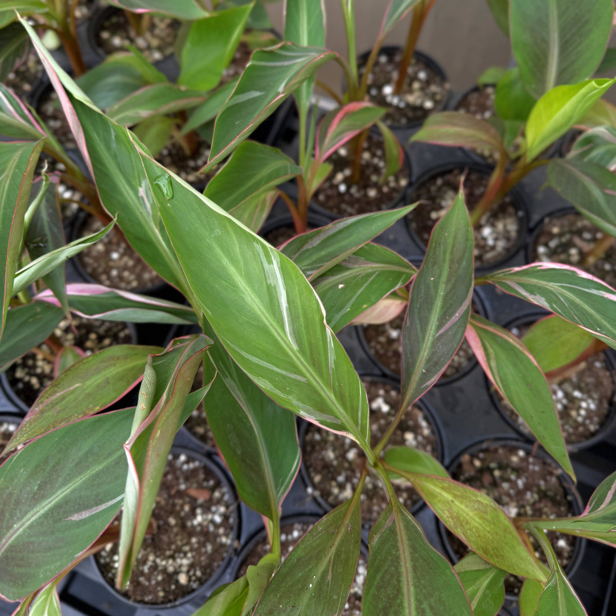 Pink Variegated Banana - Musa Nono Specimen - 4" Live Plant