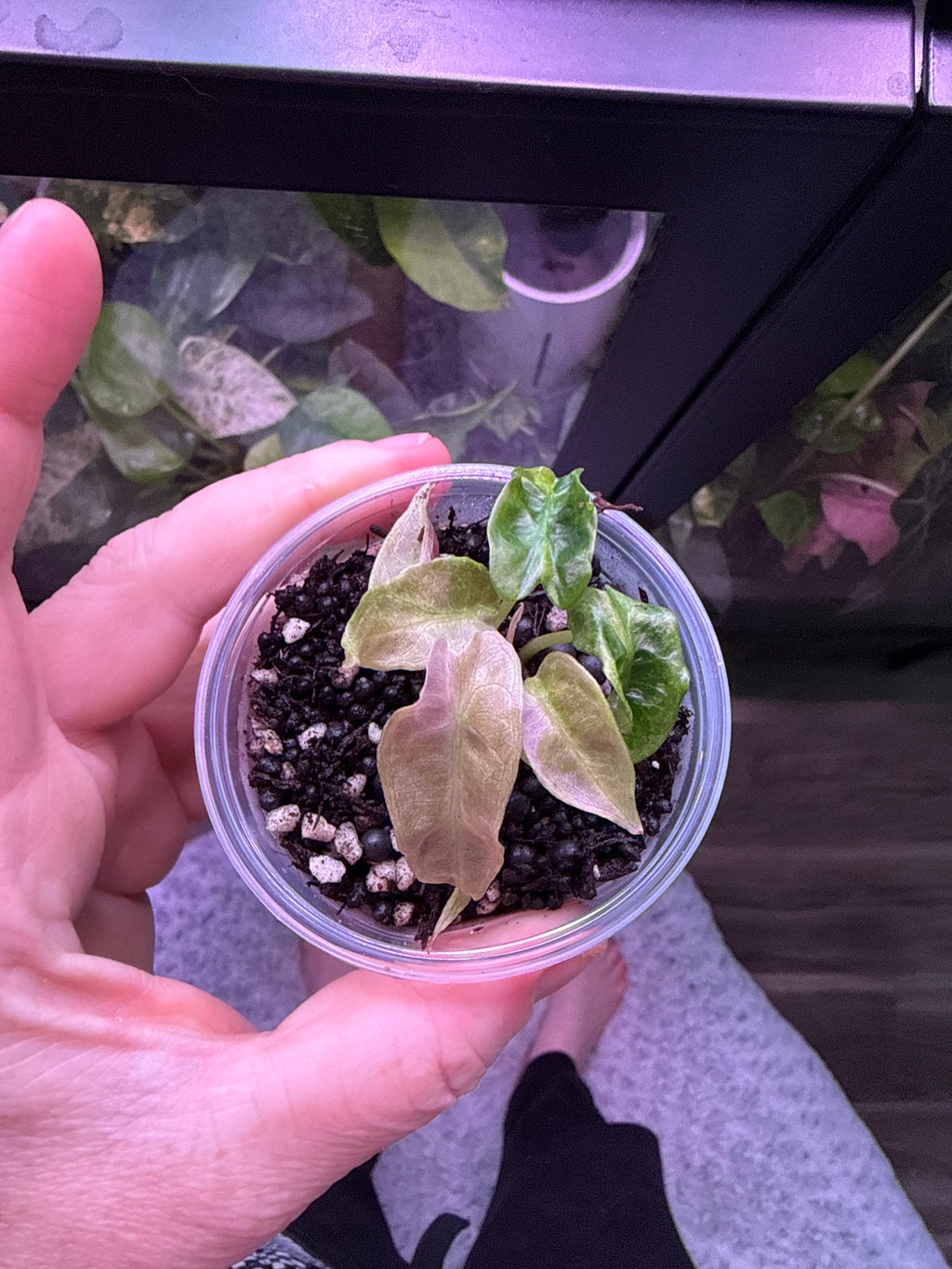 Alocasia “ Pink Polly Superb” Variegata