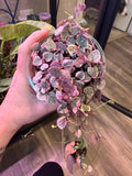 Variegated String of Hearts - 4" Live Plant