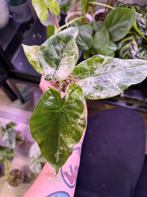 Alocasia Camouflage - Live Plant - RARE
