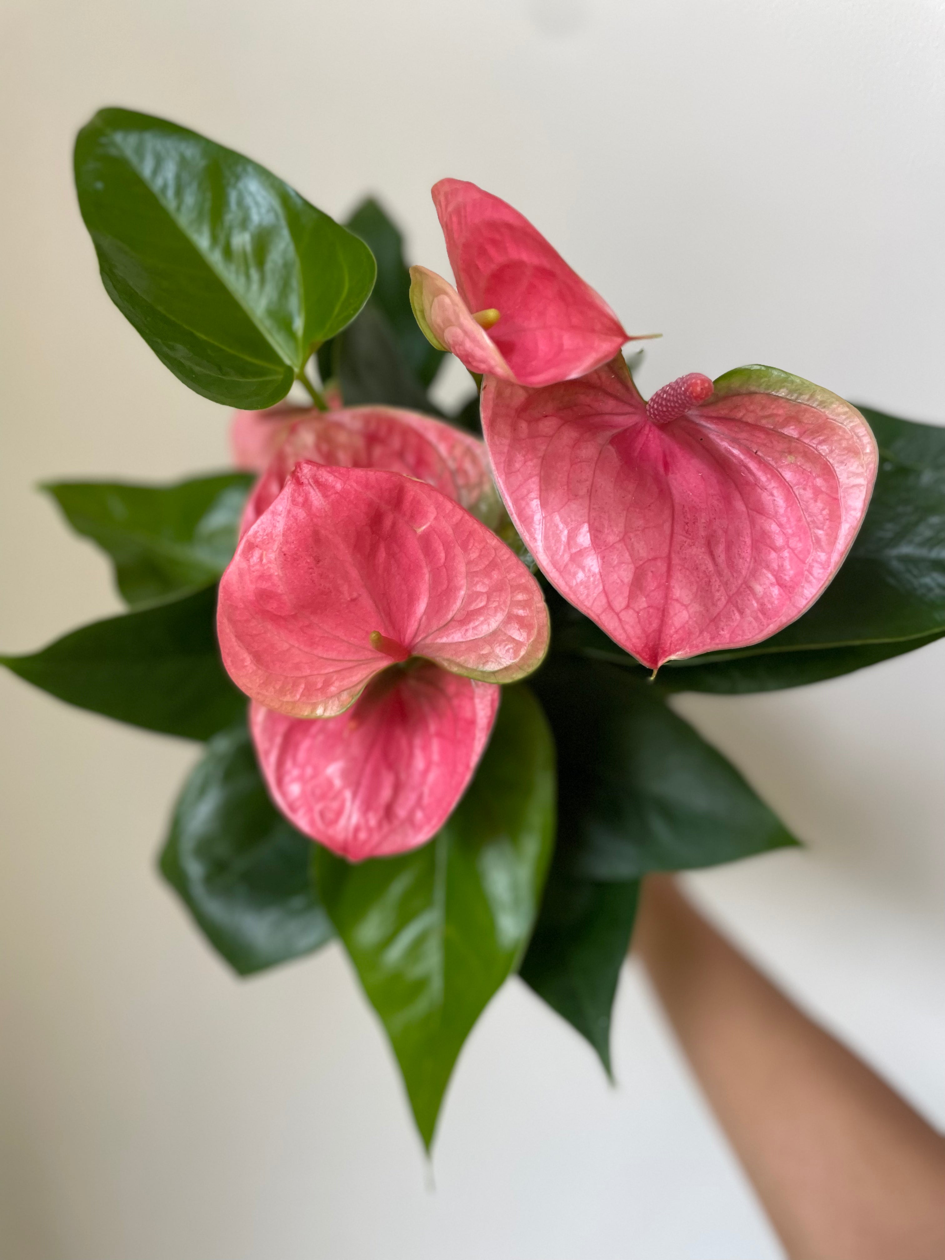 Anthurium 'Pink'