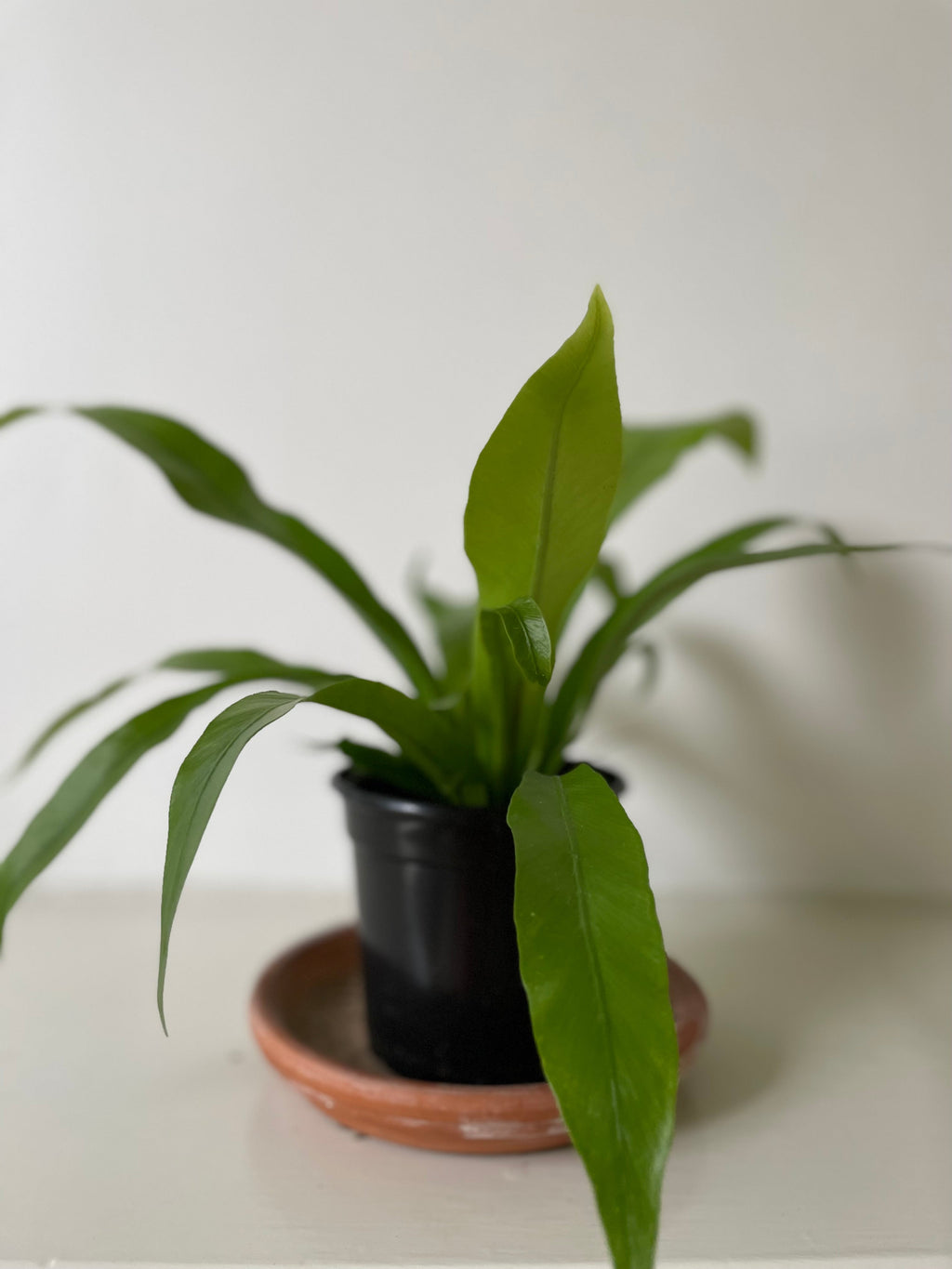 'Bird's Nest' Fern