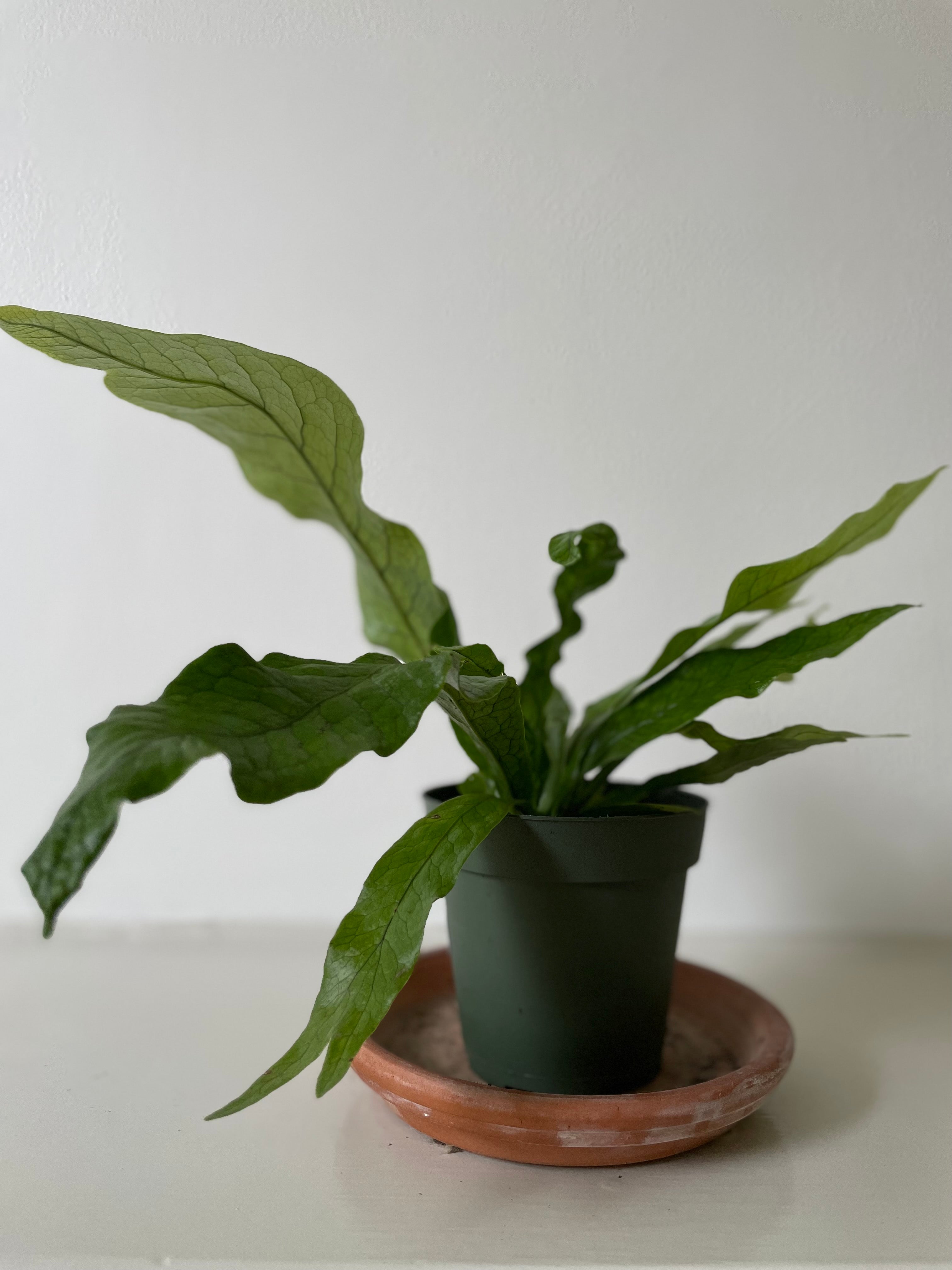 'Crocodile' Fern