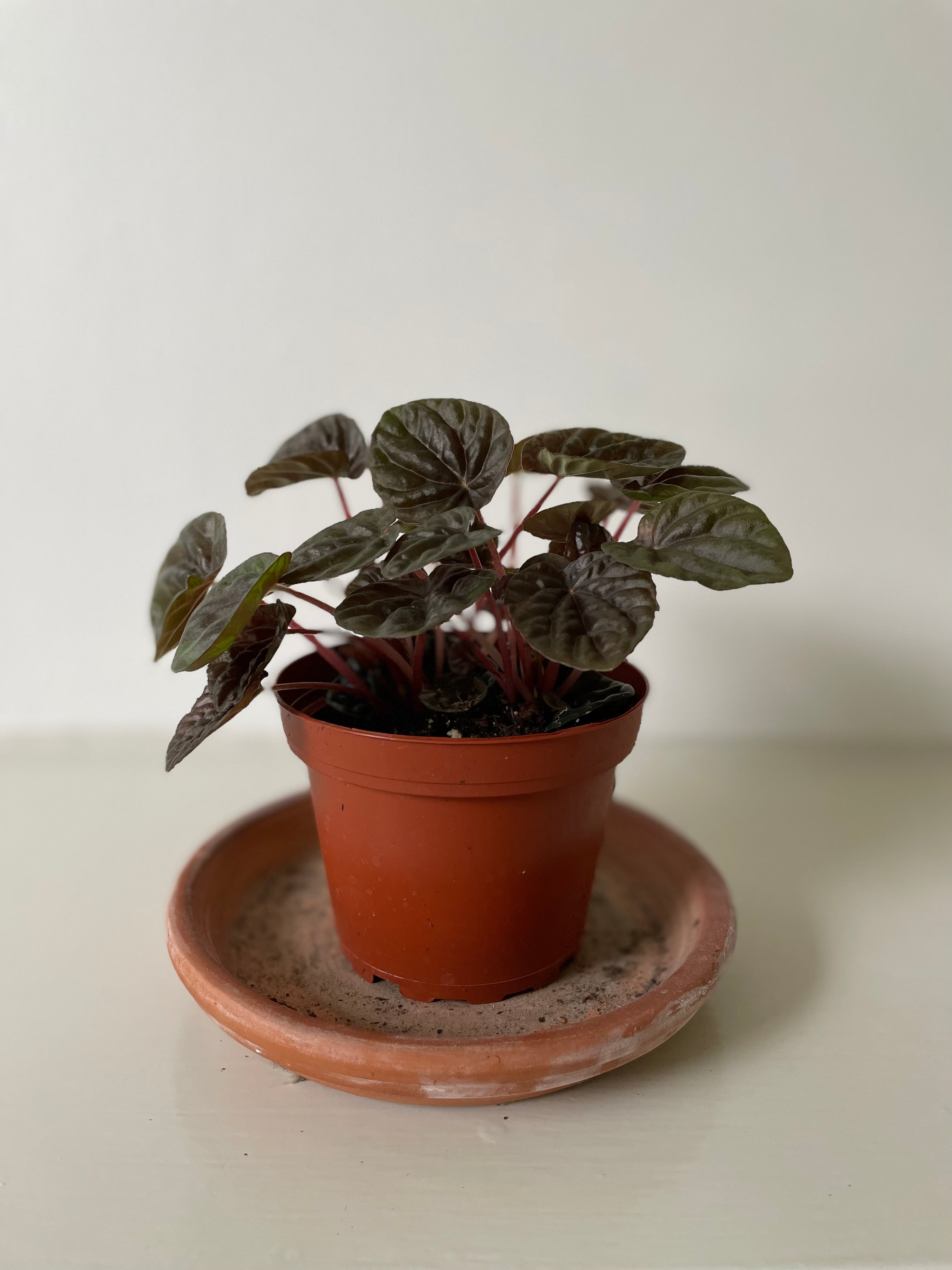 'Red Ripple' Peperomia