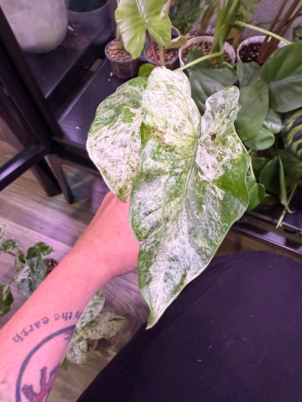 Alocasia Camouflage - Live Plant - RARE