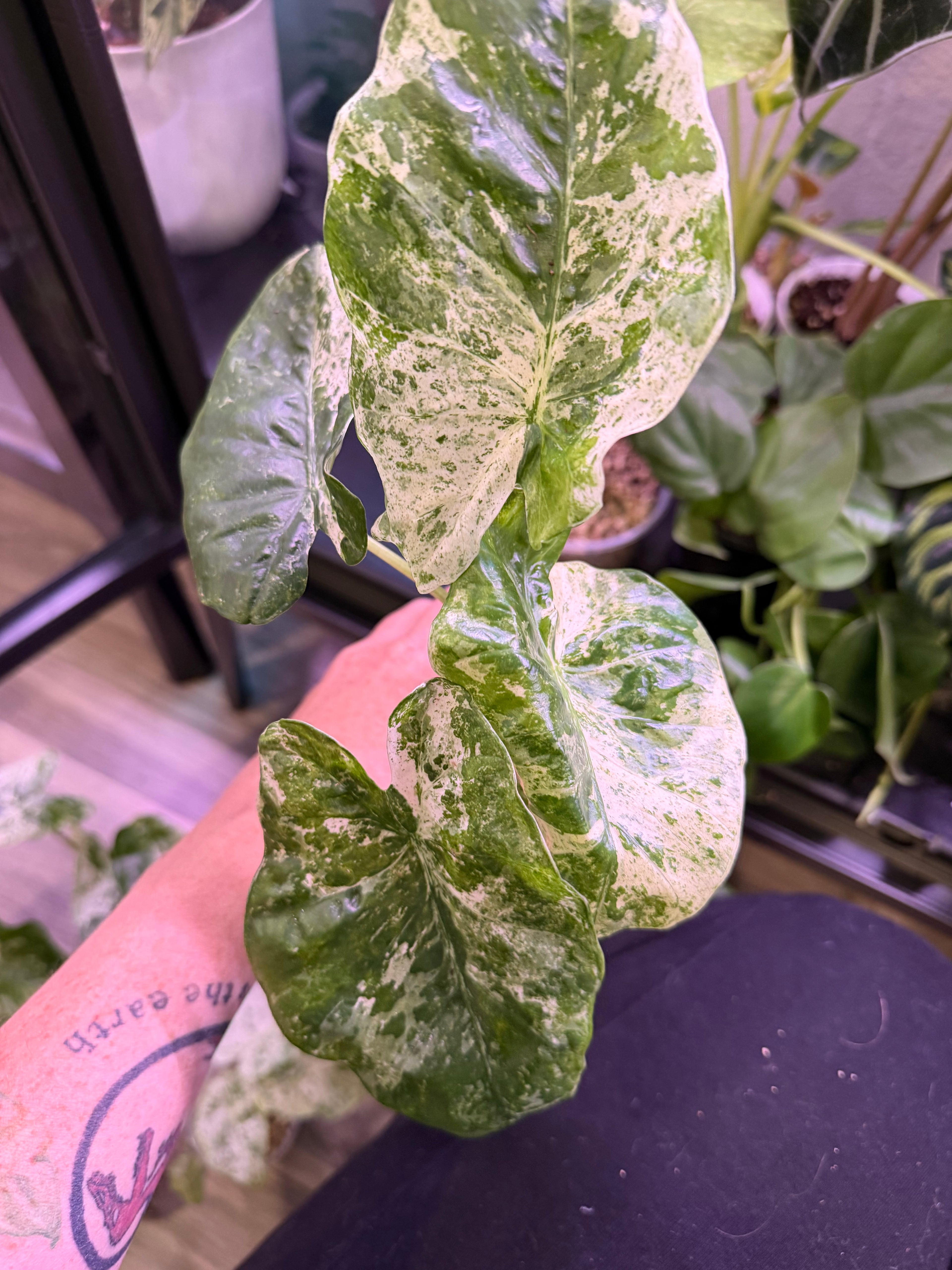 Alocasia Camouflage - Live Plant - RARE